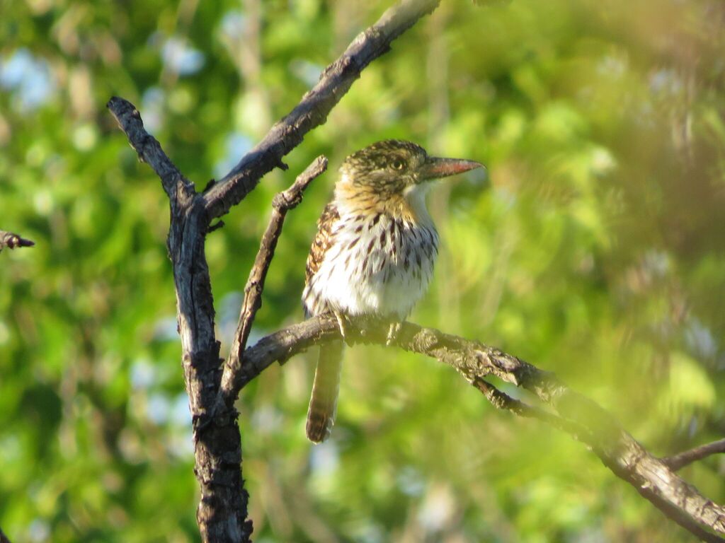 Spot-backed Puffbird