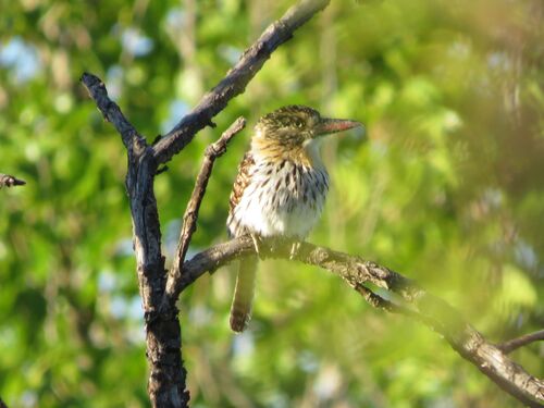 Spot-backed Puffbird