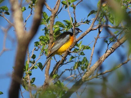Blue-and-yellow Tanager (Rauenia bonariensis), photo 2