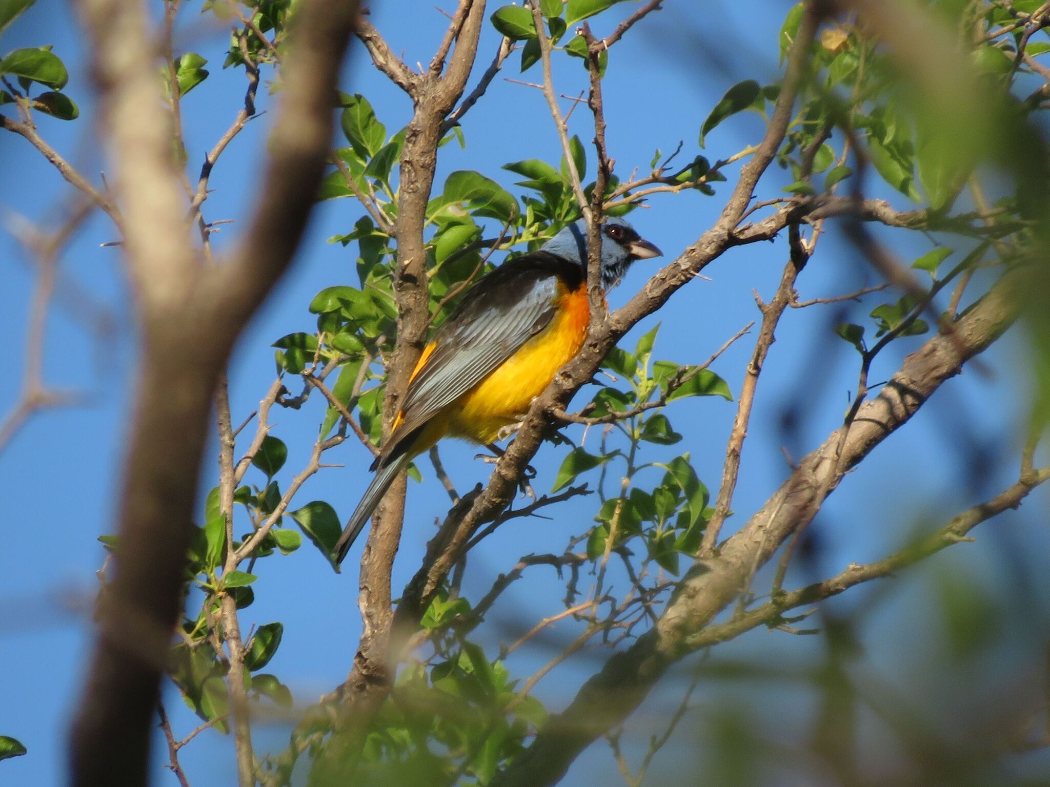 Blue-and-yellow Tanager (Rauenia bonariensis), photo 2