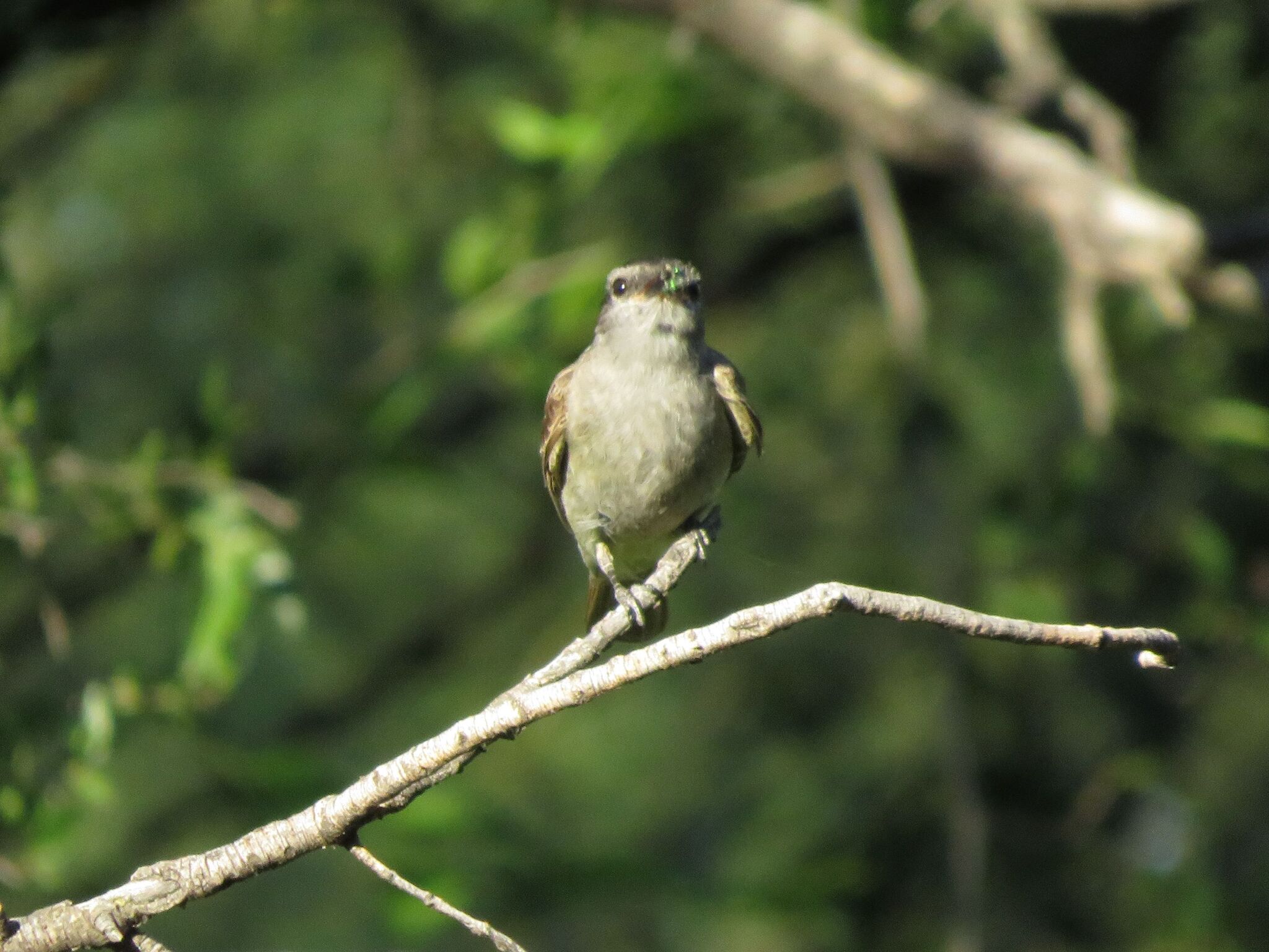 Crowned Slaty Flycatcher (Empidonomus aurantioatrocristatus), photo 8