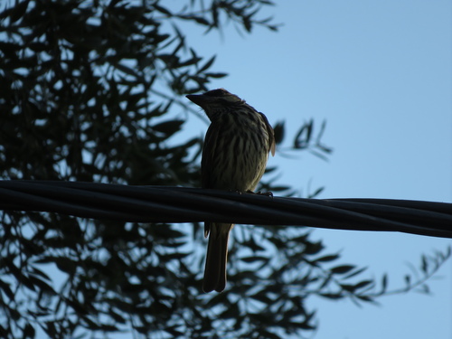 Streaked Flycatcher (Myiodynastes maculatus), photo 4