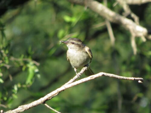 Crowned Slaty Flycatcher (Empidonomus aurantioatrocristatus), photo 4