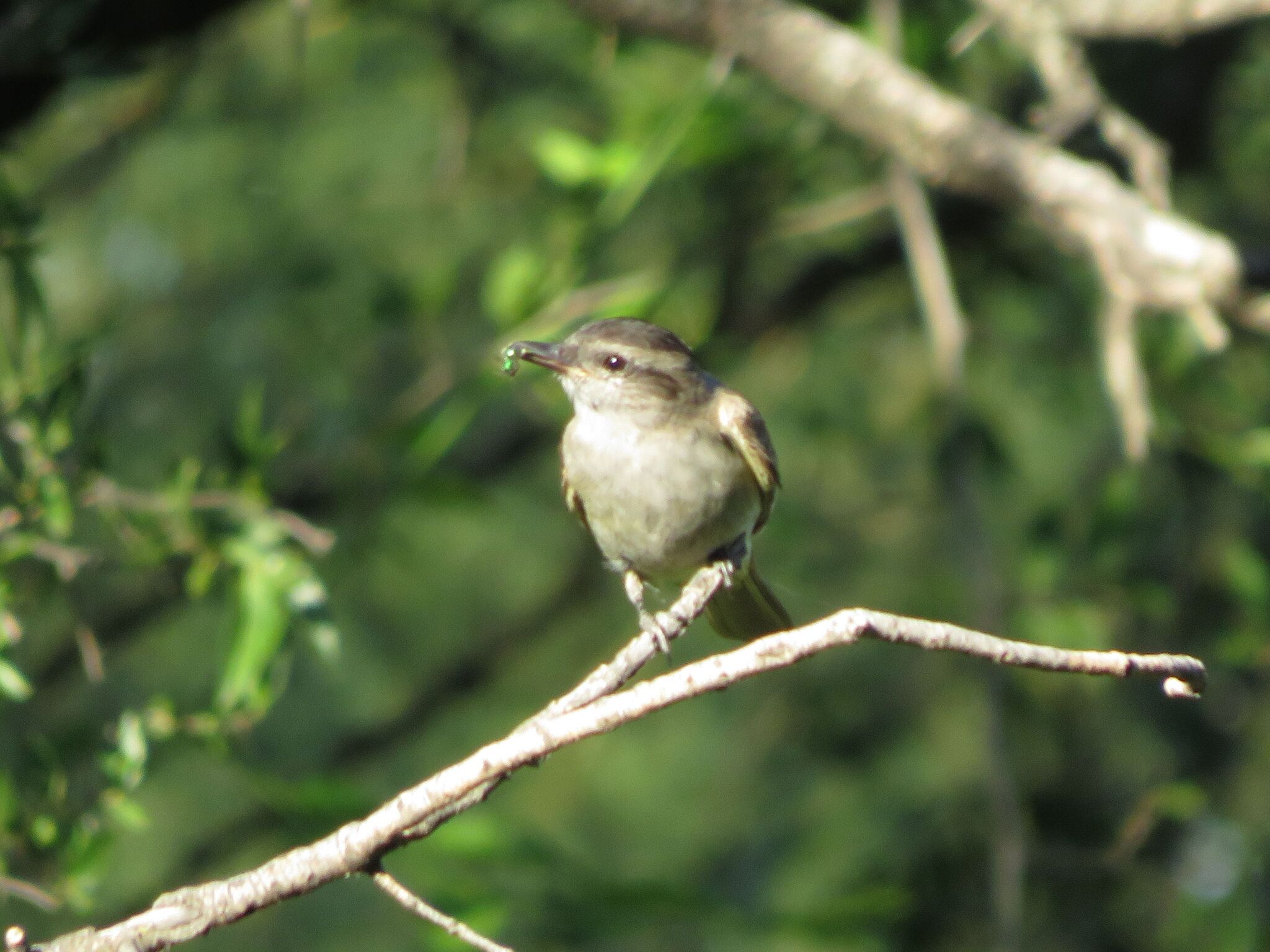 Crowned Slaty Flycatcher (Empidonomus aurantioatrocristatus), photo 4