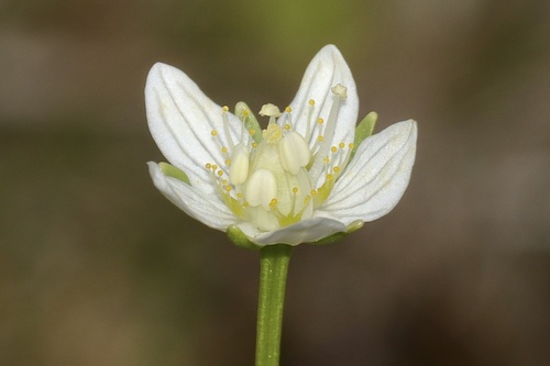 small-flowered grass-of-parnassus (Parnassia parviflora)