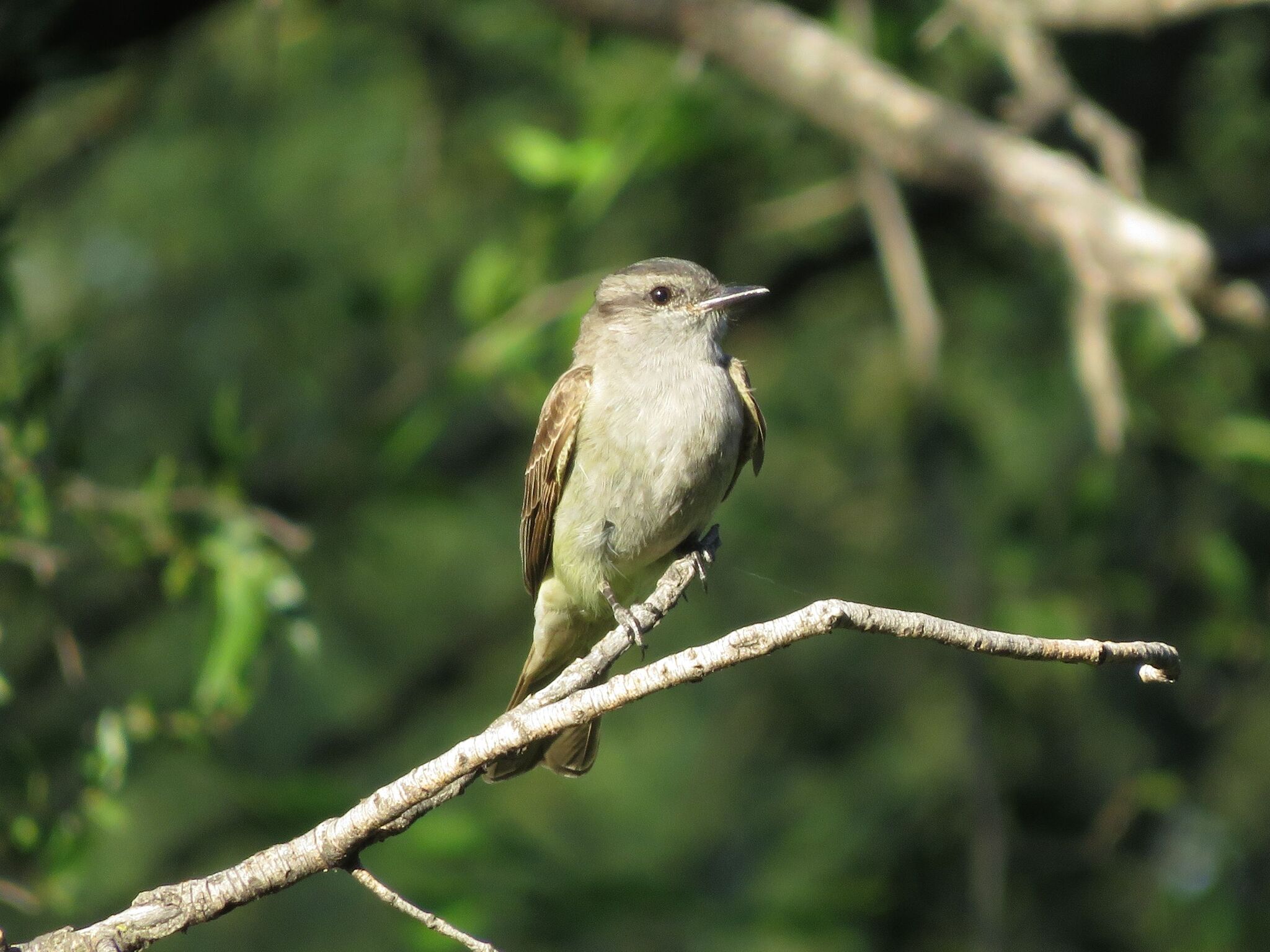 Crowned Slaty Flycatcher (Empidonomus aurantioatrocristatus), photo 3