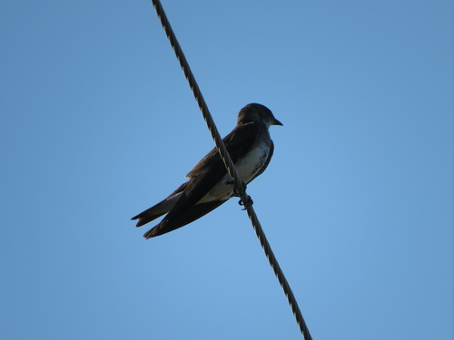 Brown-chested Martin (Progne tapera), photo 6