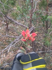 Castilleja scorzonerifolia