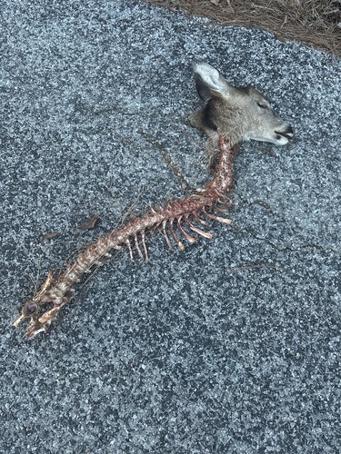 White-tailed Deer photographed in Alabama