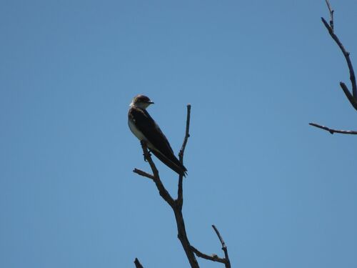 Brown-chested Martin (Progne tapera), photo 8