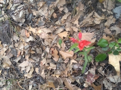 Castilleja scorzonerifolia