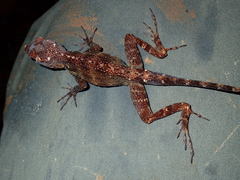 Anolis gundlachi