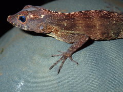 Anolis gundlachi