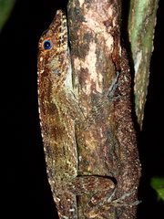 Anolis gundlachi