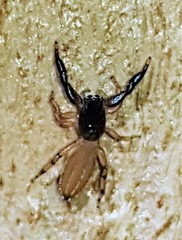 Holoplatys complanata