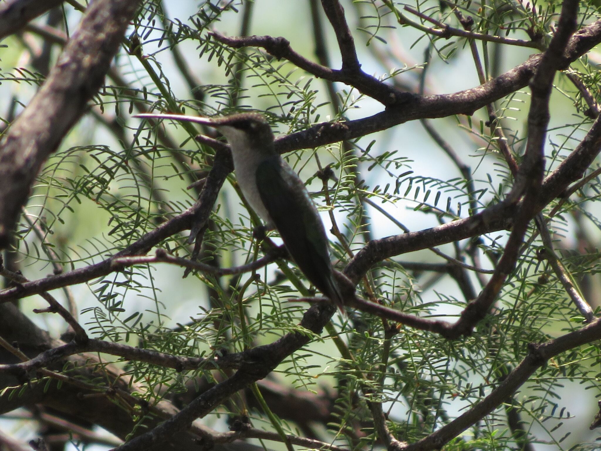 Blue-tufted Starthroat (Heliomaster furcifer), photo 8
