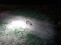 Sylvilagus brasiliensis