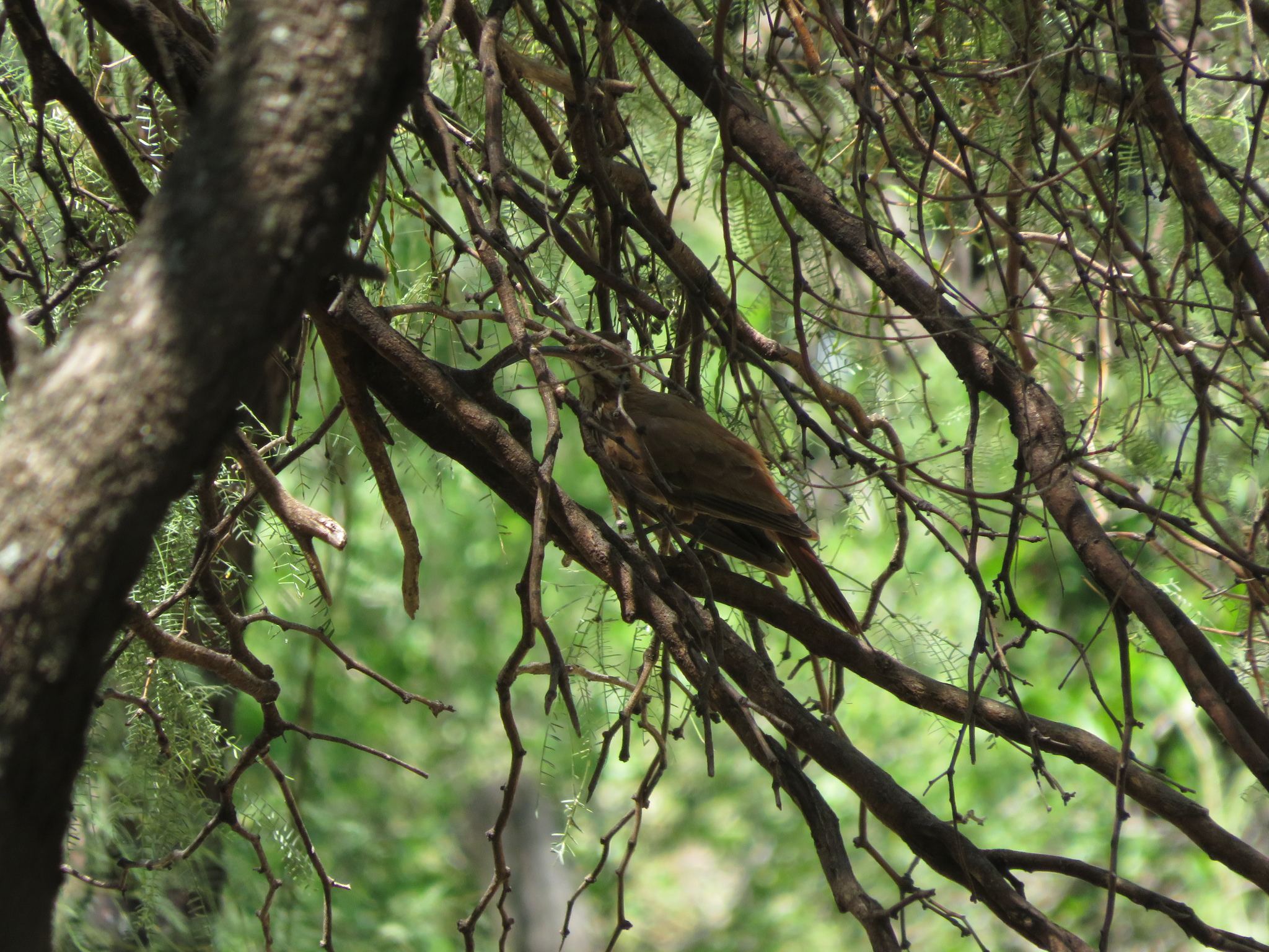 Scimitar-billed Woodcreeper (Drymornis bridgesii), photo 1