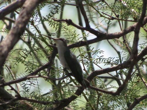 Blue-tufted Starthroat (Heliomaster furcifer), photo 5