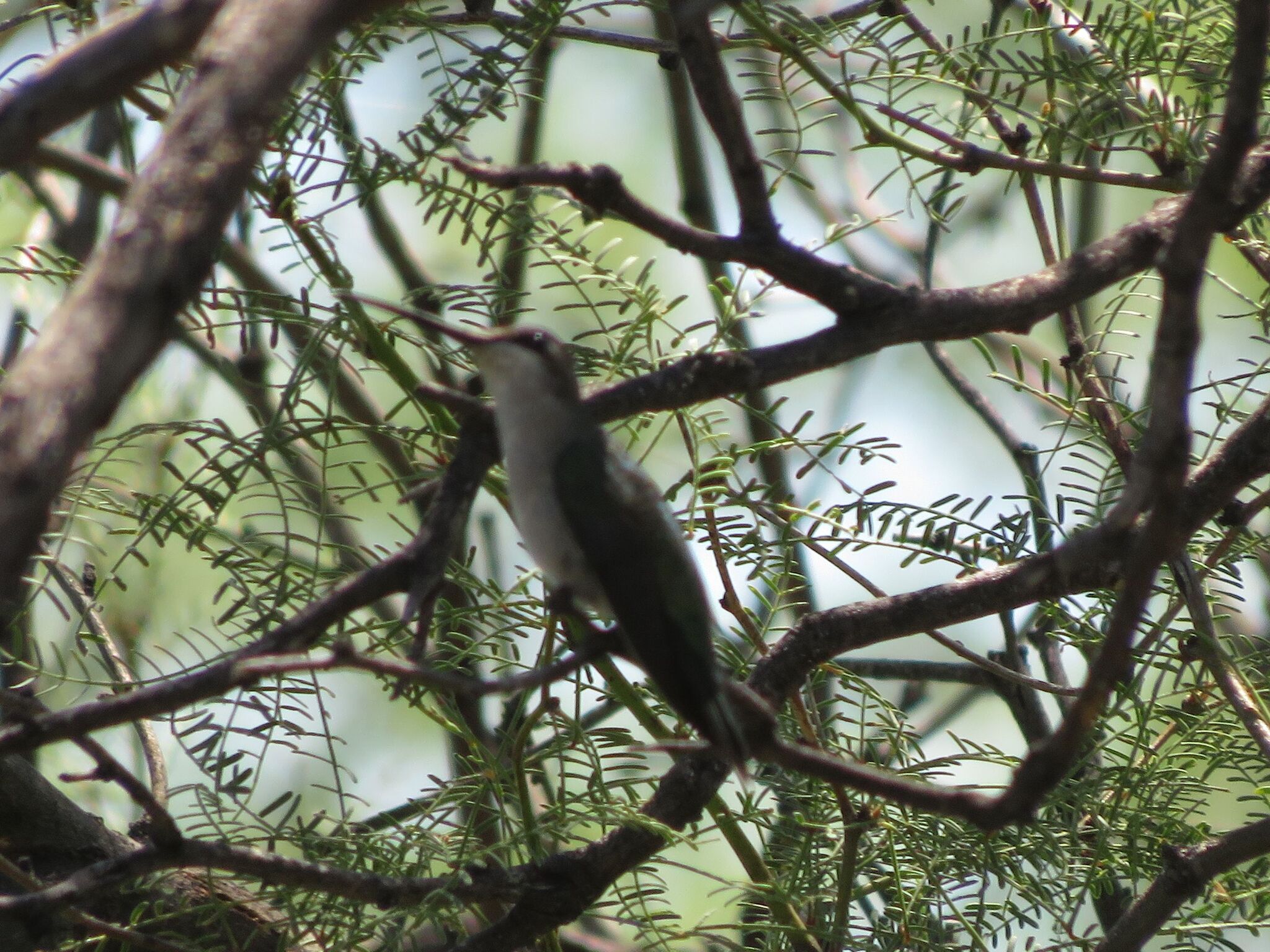 Blue-tufted Starthroat (Heliomaster furcifer), photo 9