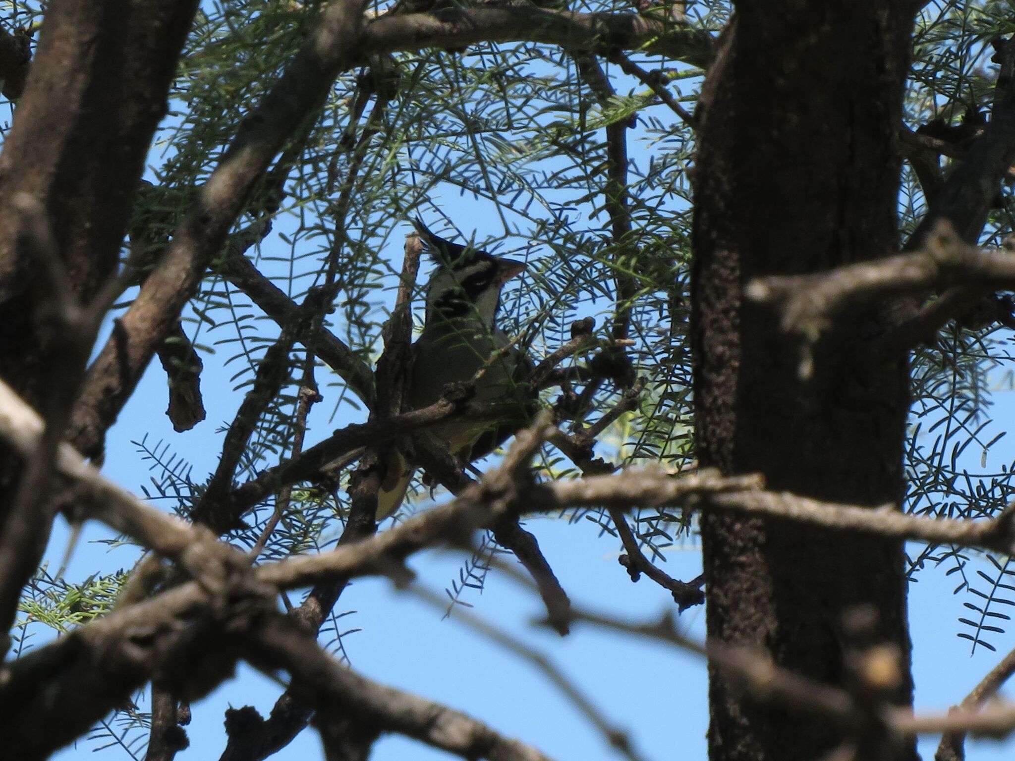 Black-crested Finch (Lophospingus pusillus), photo 3