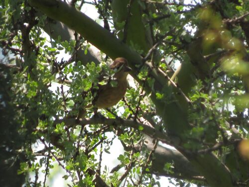 Red Pileated Finch (Coryphospingus cucullatus), photo 2