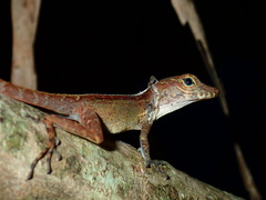 Anolis gundlachi