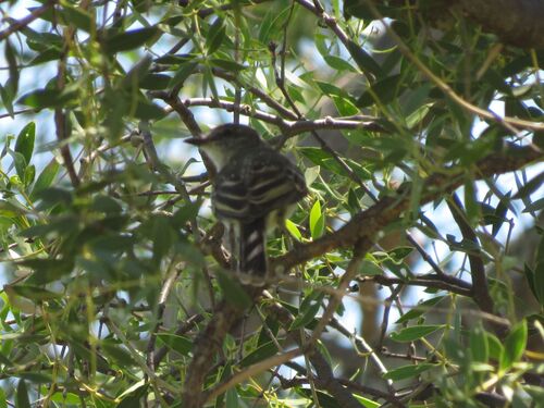 Suiriri Flycatcher (Suiriri suiriri), photo 1