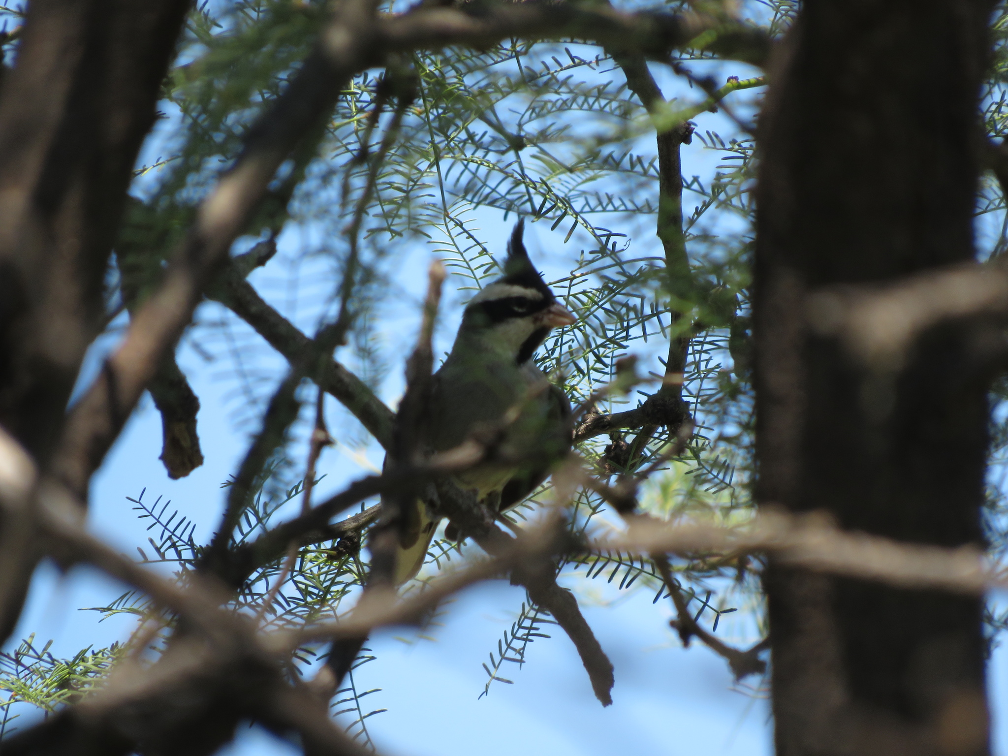 Black-crested Finch (Lophospingus pusillus), photo 2