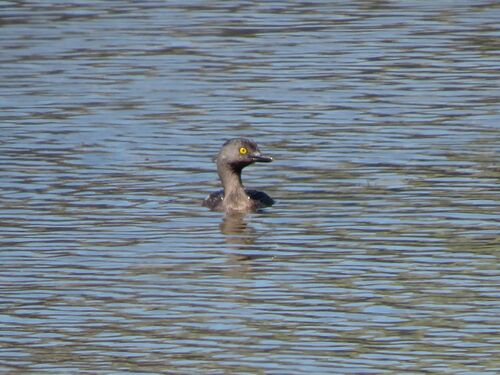 Least Grebe (Tachybaptus dominicus), photo 6