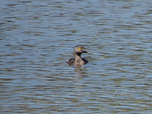Least Grebe (Tachybaptus dominicus), photo 7