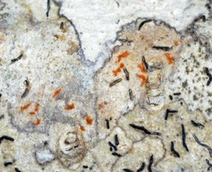 Synarthonia hodgesii