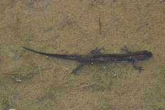 Triturus dobrogicus