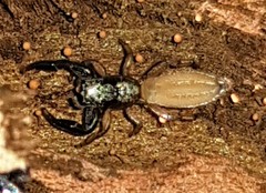 Holoplatys complanata