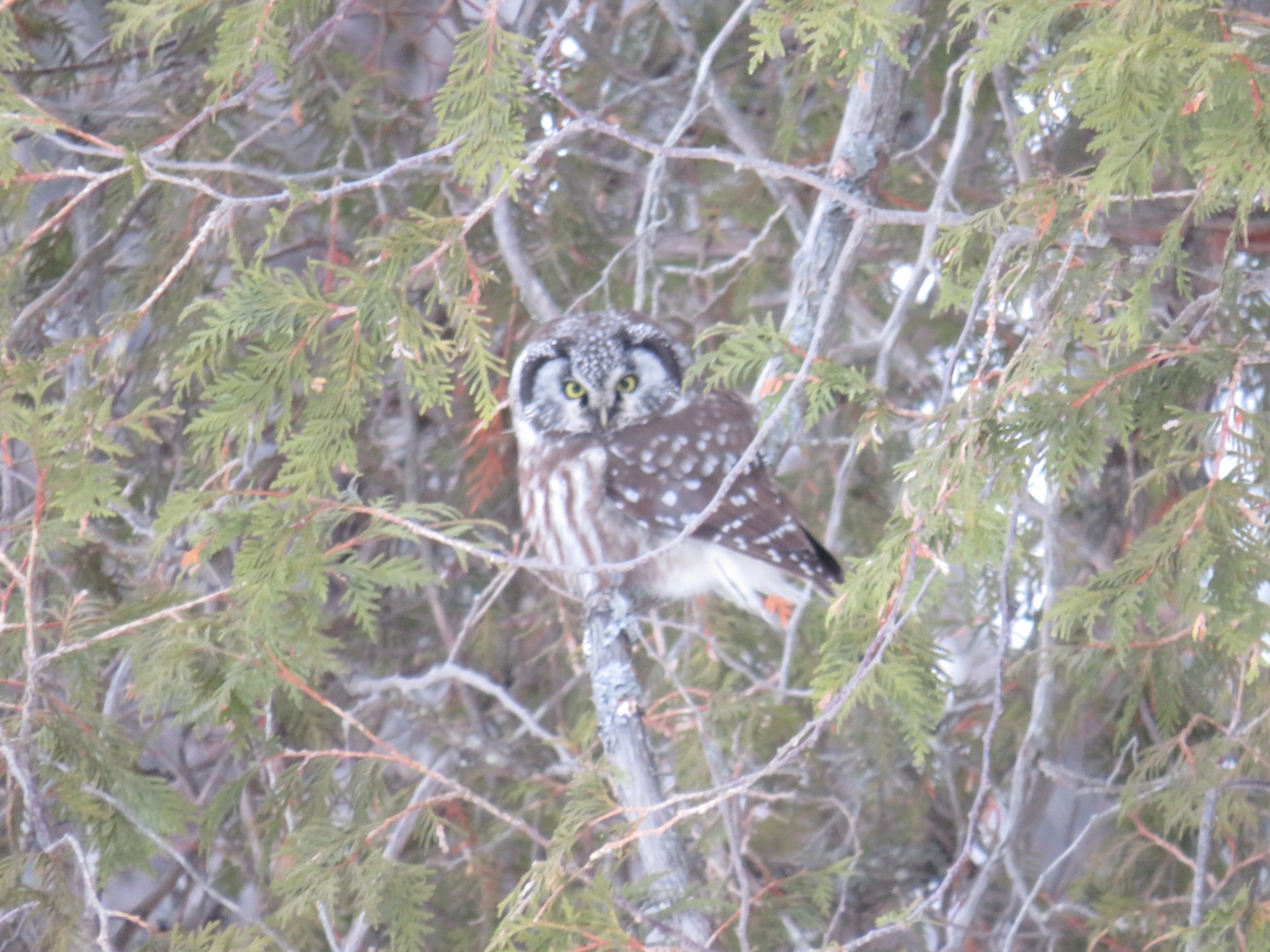 Boreal Owl