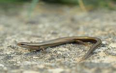 Ablepharus kitaibelii