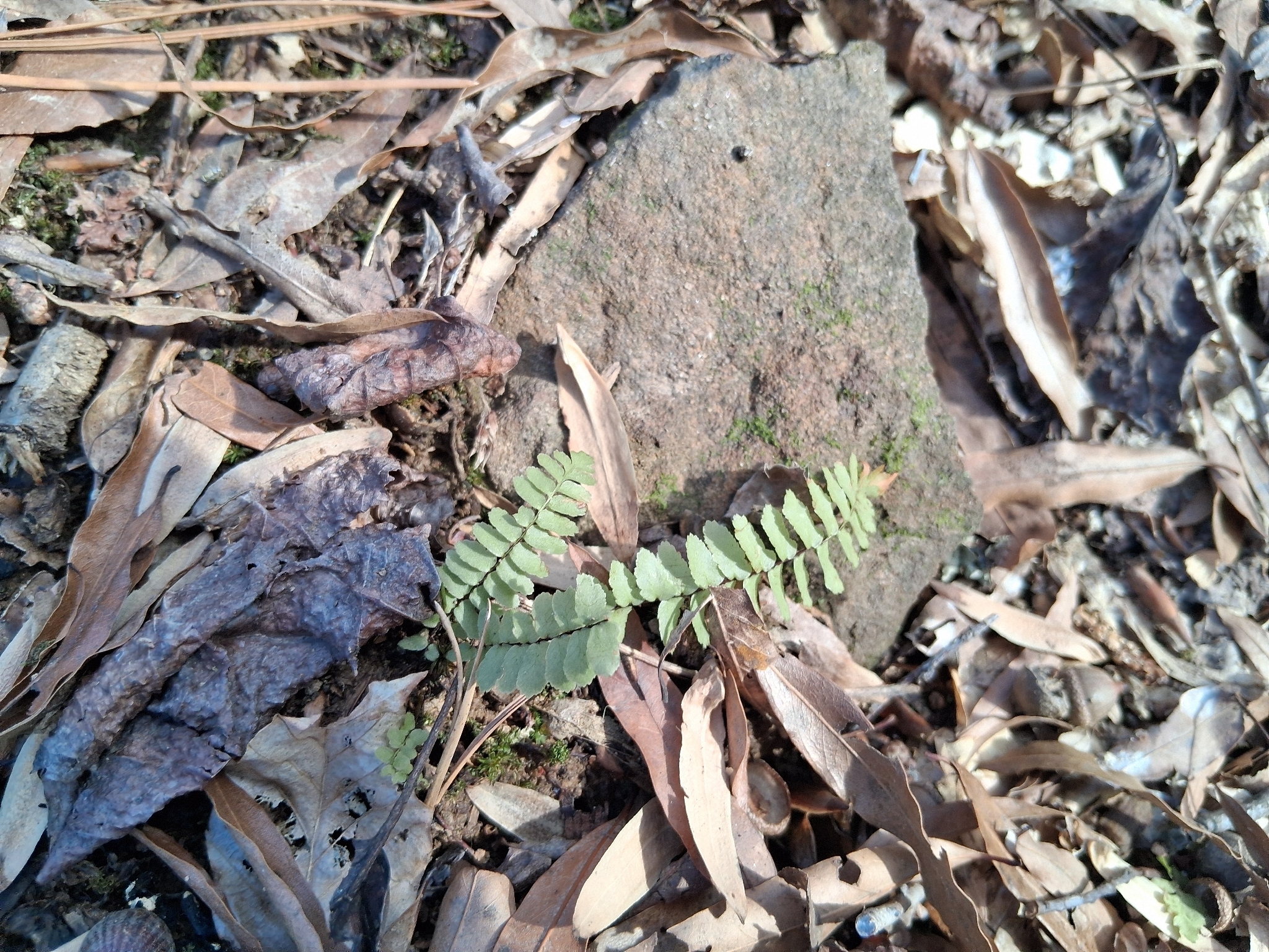 Imagem de Asplenium platyneuron