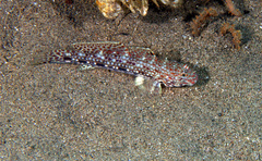 Istigobius decoratus