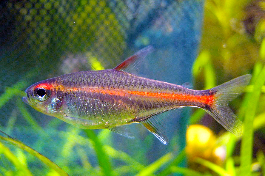 Tétra lumineux (Néon rose) (Hemigrammus erythrozonus)