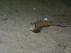 Leptoclinus maculatus