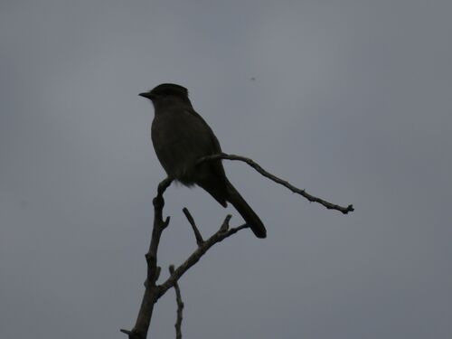 Crowned Slaty Flycatcher (Empidonomus aurantioatrocristatus), photo 9