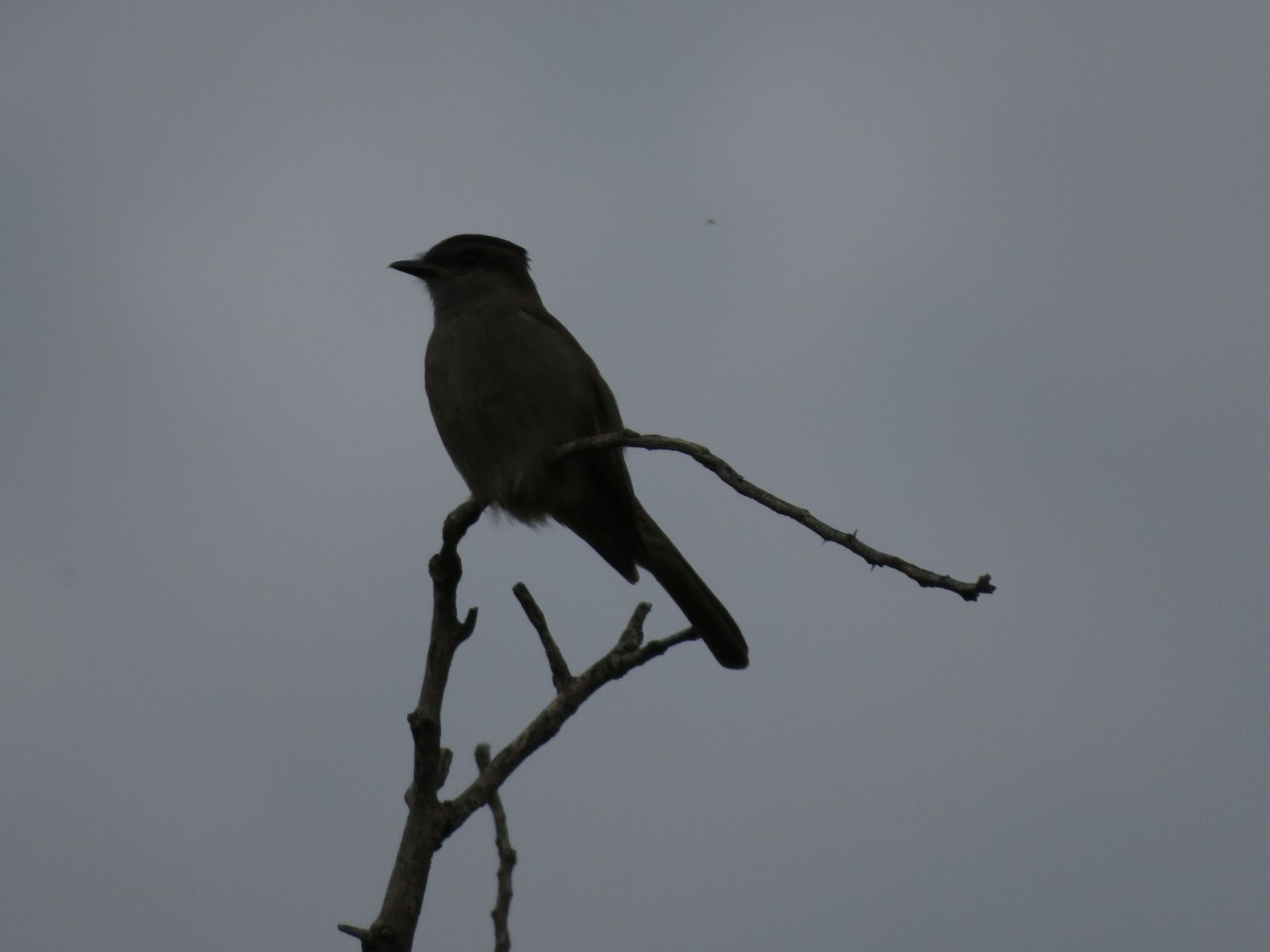 Crowned Slaty Flycatcher (Empidonomus aurantioatrocristatus), photo 9