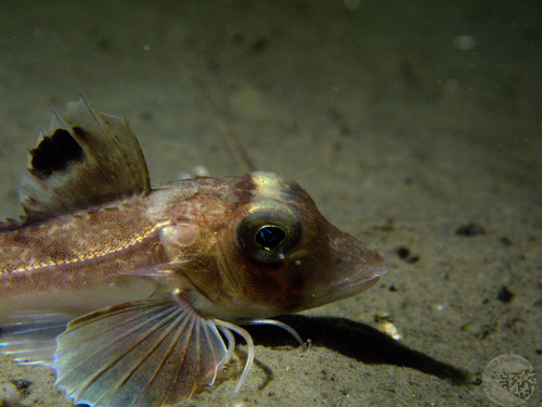 Grey Gurnard