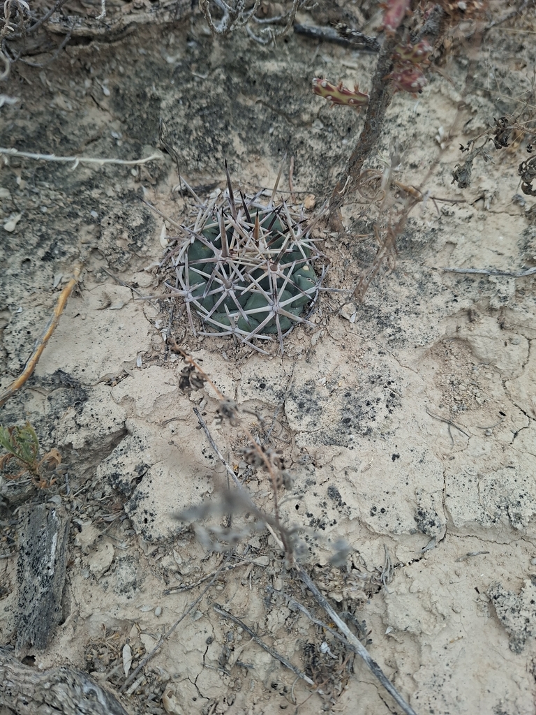 Coryphantha poselgeriana, Mexico