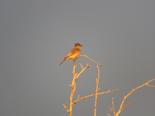 Crowned Slaty Flycatcher (Empidonomus aurantioatrocristatus), photo 10