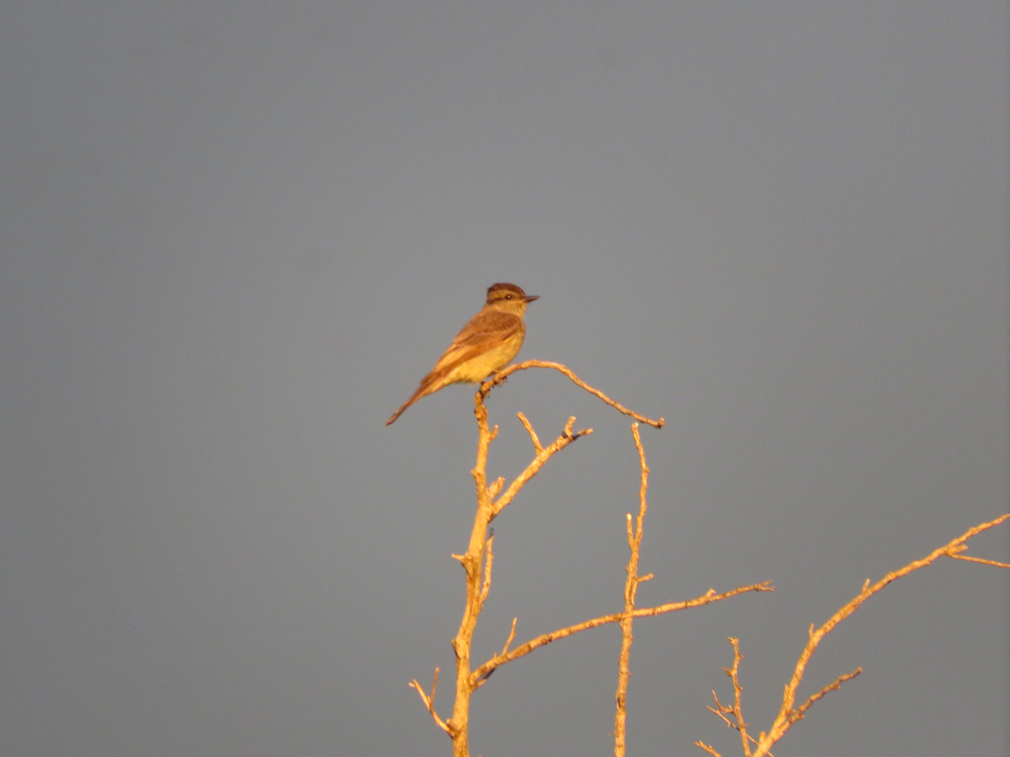 Crowned Slaty Flycatcher (Empidonomus aurantioatrocristatus), photo 10