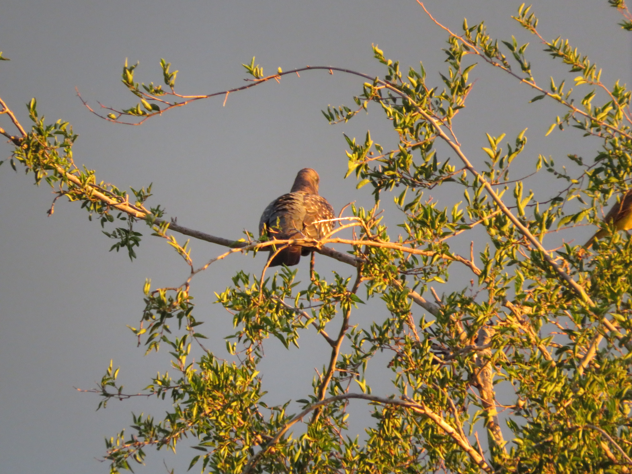 Spot-winged Pigeon (Patagioenas maculosa), photo 1