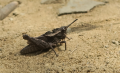 Dracotettix monstrosus