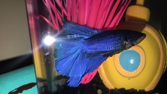 Betta