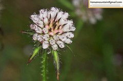 Dipsacus japonicus